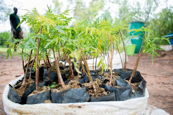 Rocketbook Partners with One Tree Planted to Help Save the Planet